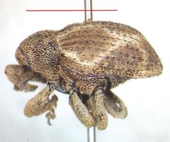 Curculionidae
