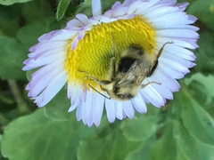 Bombus