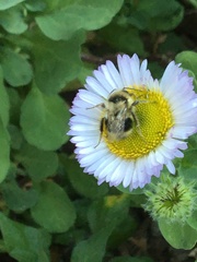 Bombus