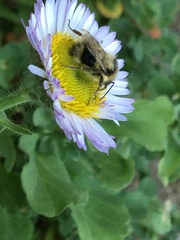 Bombus