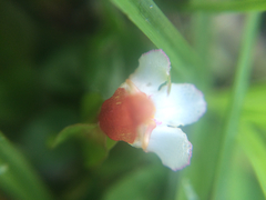 Torenia polygonoides