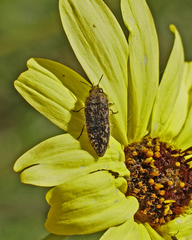 Acmaeodera labyrinthica