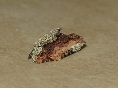 Parerastria castaneata