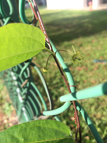 Passiflora pallida
