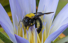 Xylocopa pubescens