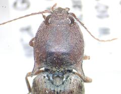 Elateridae