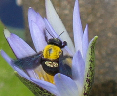 Xylocopa pubescens