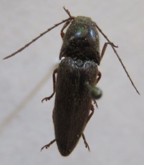 Elateridae