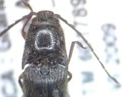 Elateridae