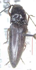 Elateridae