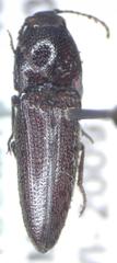 Elateridae
