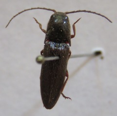 Elateridae