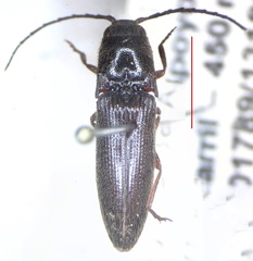 Elateridae