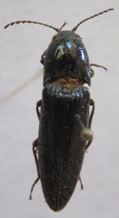 Elateridae