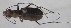 Cicindela cyaniventris