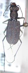 Cicindela cyaniventris