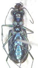 Cicindela cyaniventris