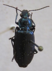 Carabidae