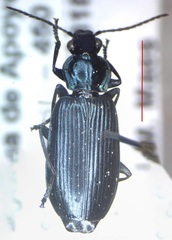 Carabidae