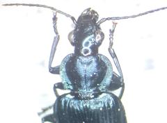 Carabidae