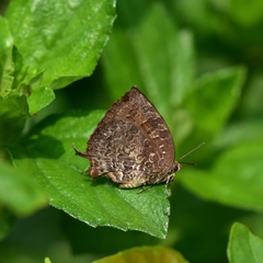 Thaduka multicaudata