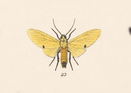 Viviennea salma