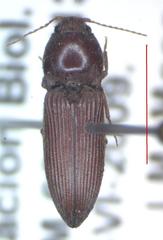 Elateridae