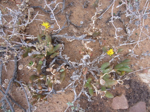 Gross Fingerfig (Malephora crassa)