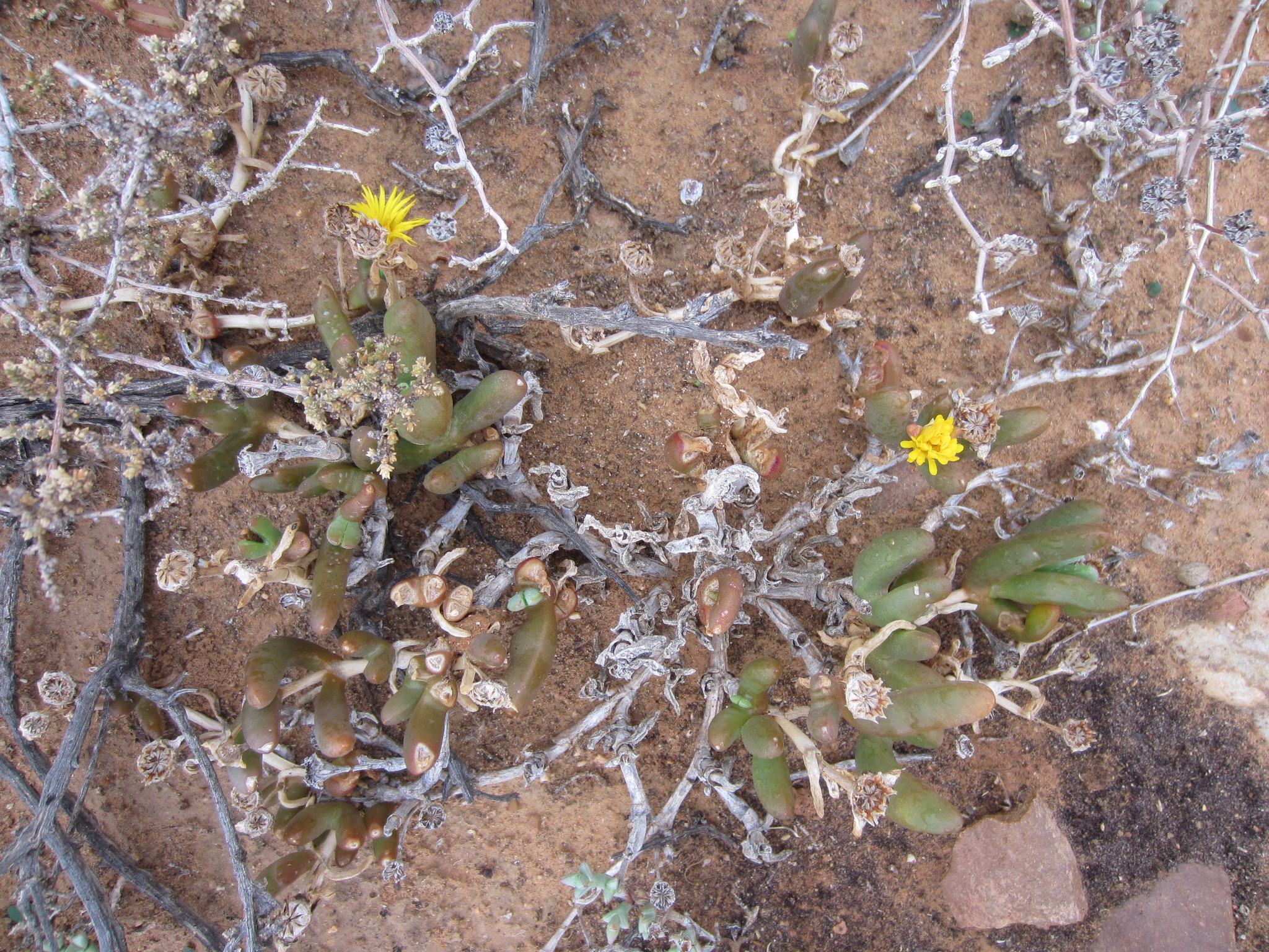 Gross Fingerfig (Malephora crassa)