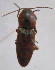 Elateridae