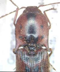 Elateridae