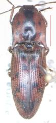 Elateridae