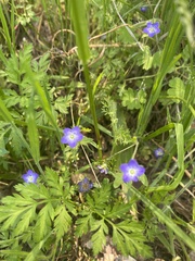 Nemophila pulchella