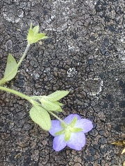 Nemophila pulchella