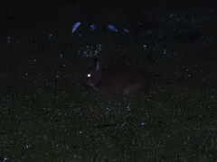 Sylvilagus palustris