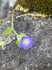 Nemophila pulchella