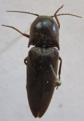 Elateridae