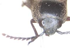 Elateridae