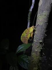 Pterochroza ocellata