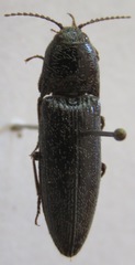 Elateridae