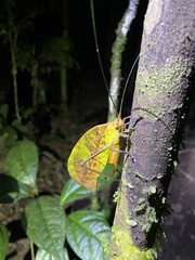 Pterochroza ocellata