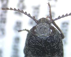 Elateridae