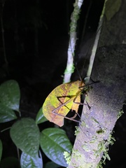 Pterochroza ocellata