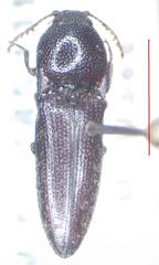 Elateridae