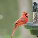 Florida Cardinal - Photo (c) JeffreyGammon, some rights reserved (CC BY-NC), uploaded by JeffreyGammon