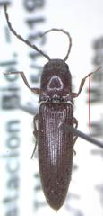Elateridae