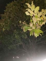 Magnolia grandiflora