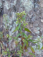Ageratina paupercula