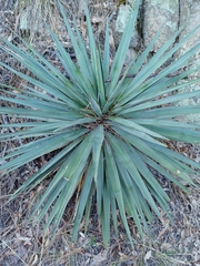 Yucca madrensis