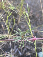 Sidalcea calycosa